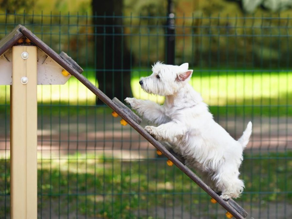Estos son los mejores parques para perros en Barcelona