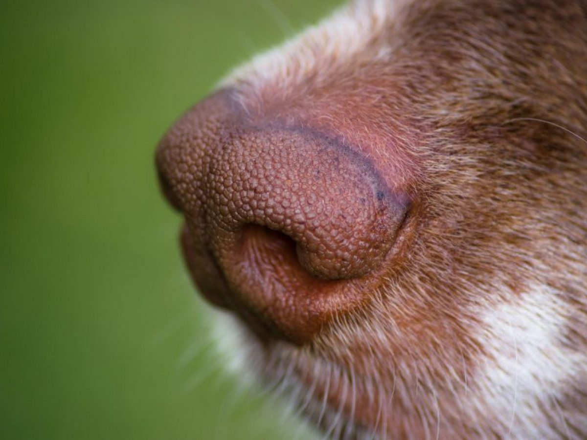 qué frío es demasiado frío para los pies de los perros