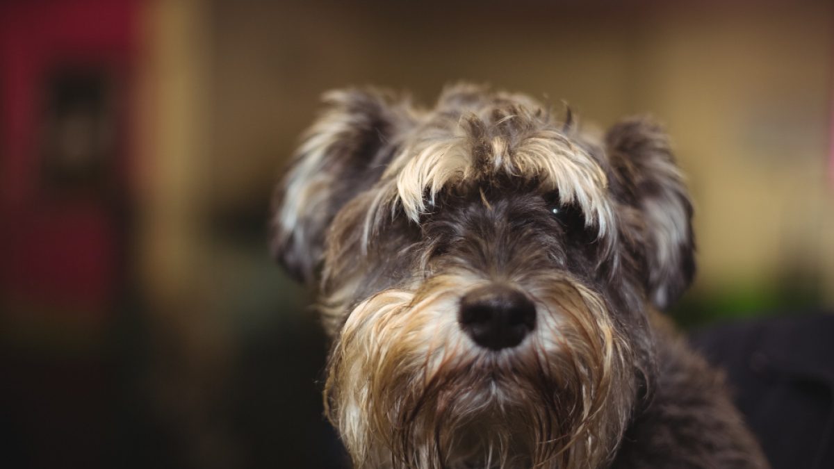 los perros salchicha de pelo largo necesitan cortes de pelo