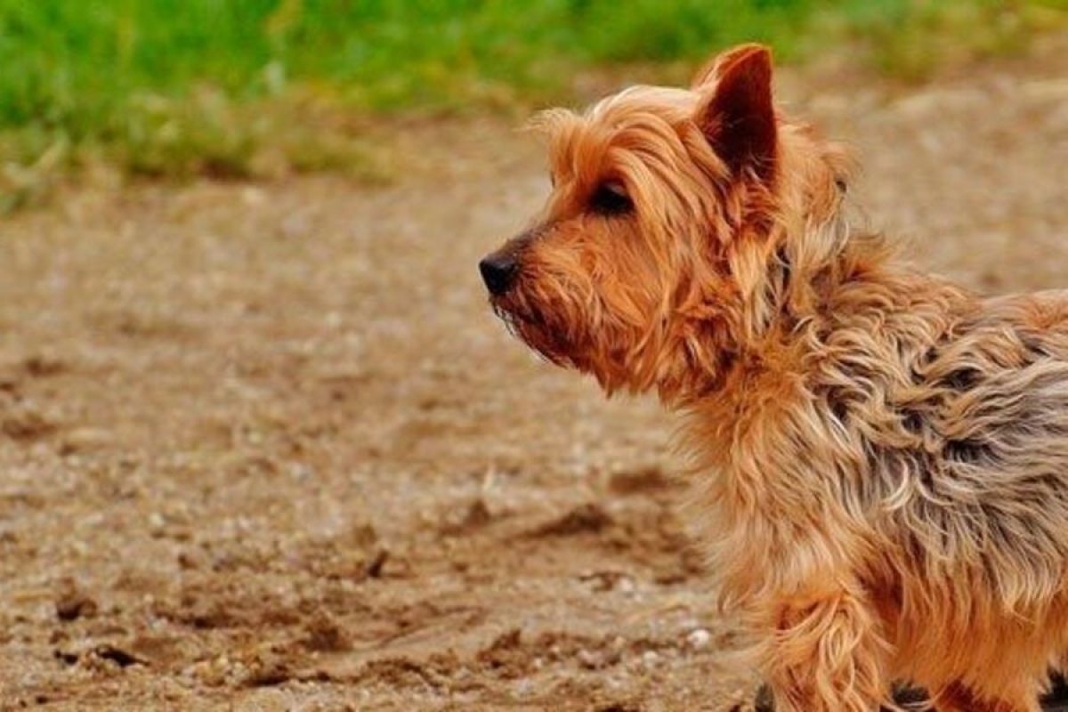 cuantos años se puede castrar a un perro