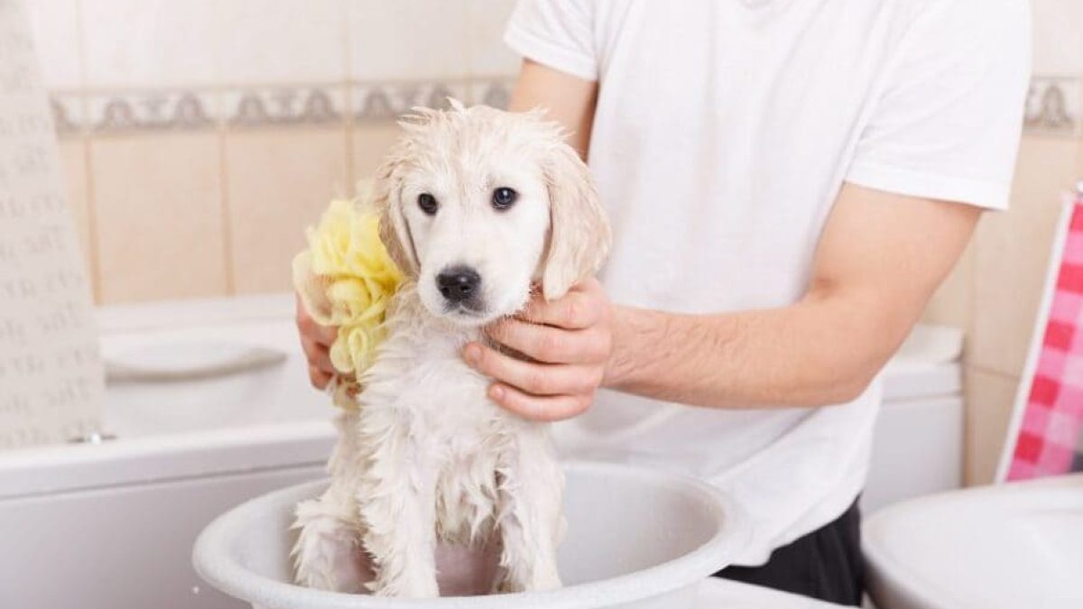 Cómo acostumbrar a un perro al secador de pelo?