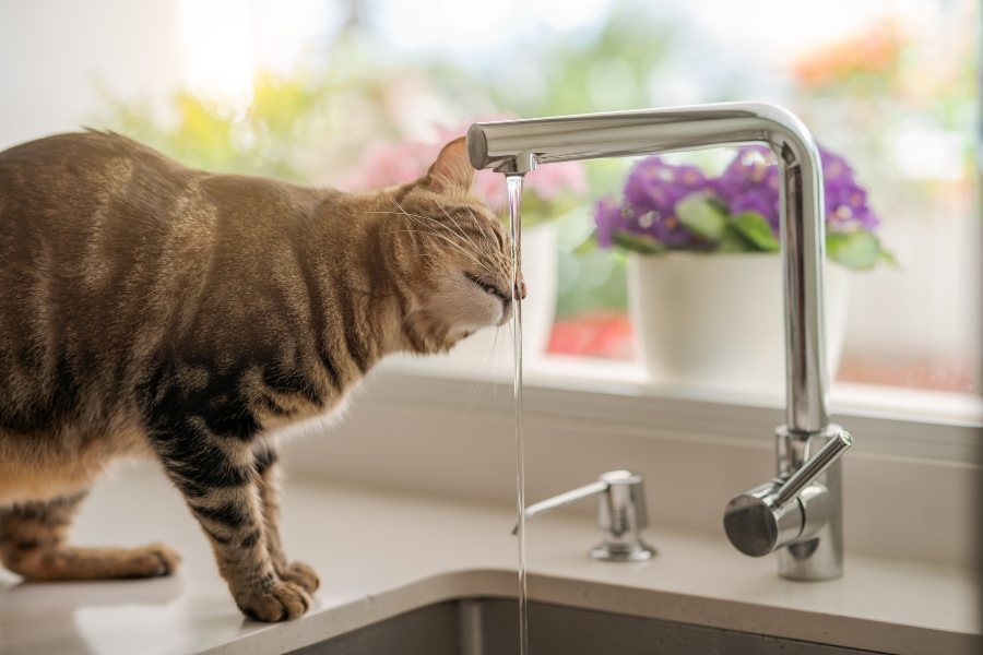 Cuidados de un gato cuando hacer calor