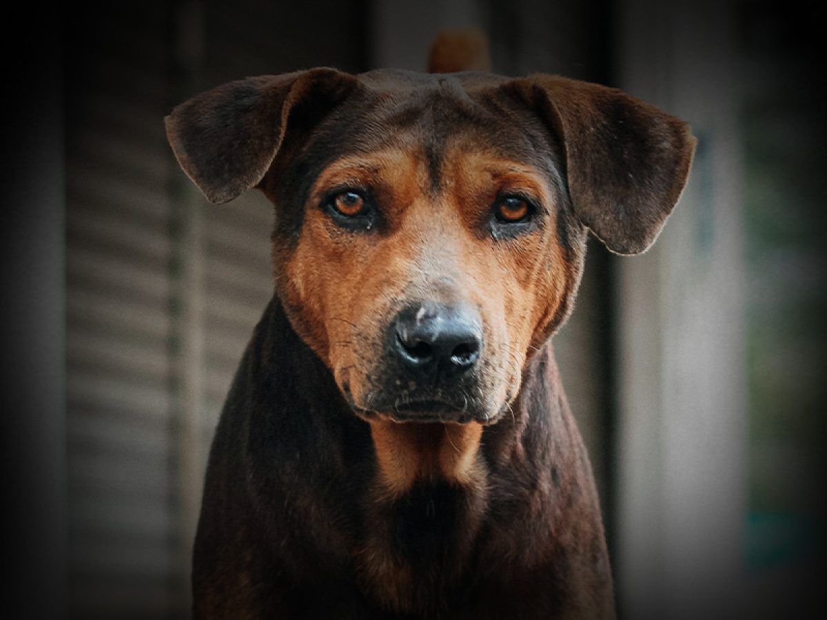 A qué peligros se enfrentan los perros de la calle? | Tiendanimal