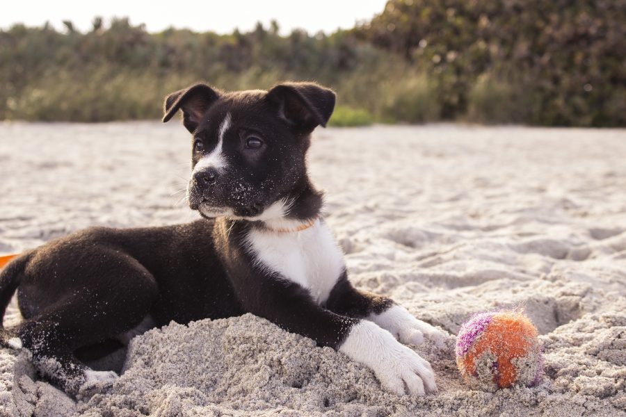 Cuidados para ir con perro a la playa