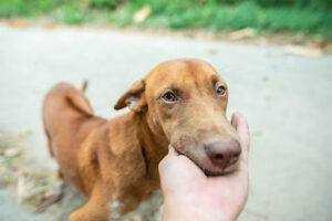 Adopciones Tiendanimal perros y gatos