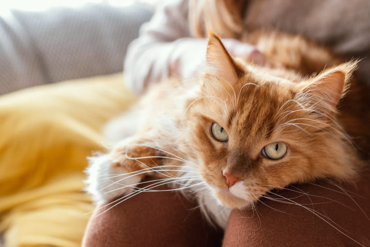 Suave Sueño Felino En La Arena 