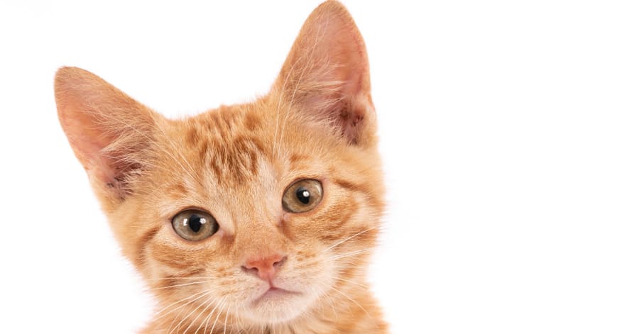 Qué es la terapia con feromonas para gatos estresados? - Tiendanimal
