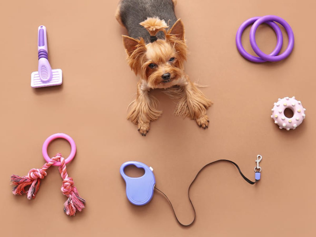 Accesorios para perros: ¿Qué equipamiento básico necesita un perro?