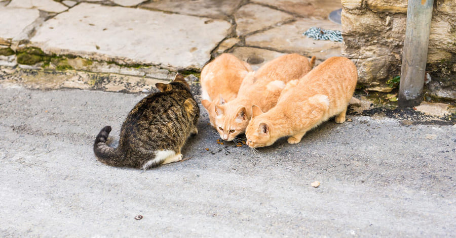 ¿Cómo funcionan las colonias felinas controladas?