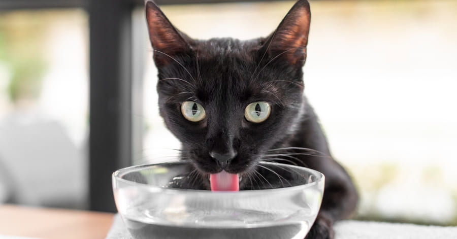 ¿Cómo hidratar a un gato que no quiere tomar agua?