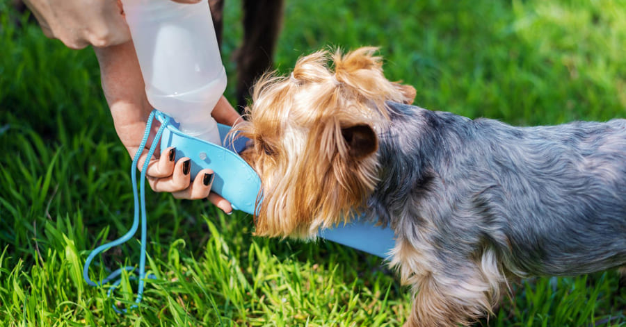 Cómo hidratar a un perro