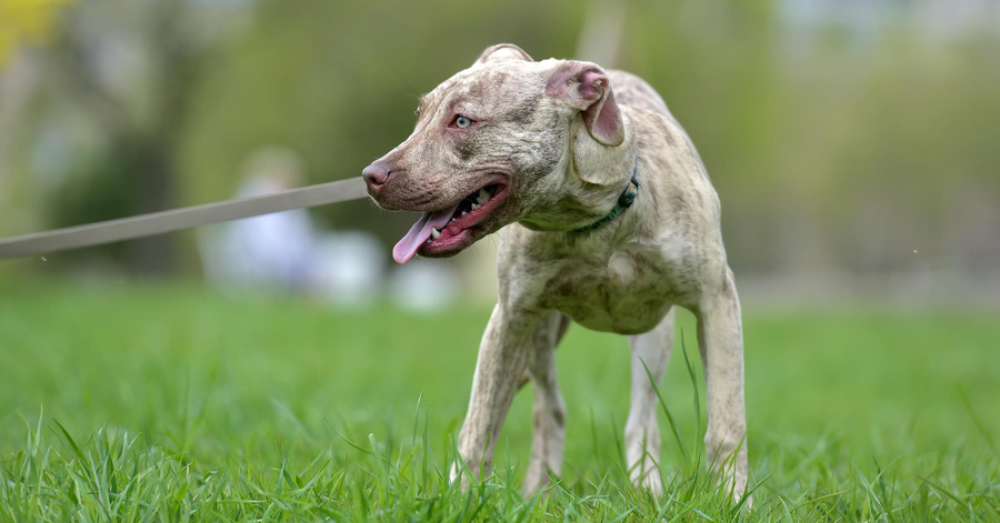 Cómo calmar el jadeo de un perro