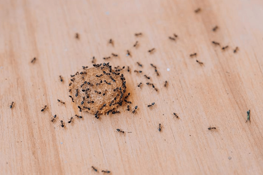 cómo quitar las hormigas de la comida de tu perro o gato