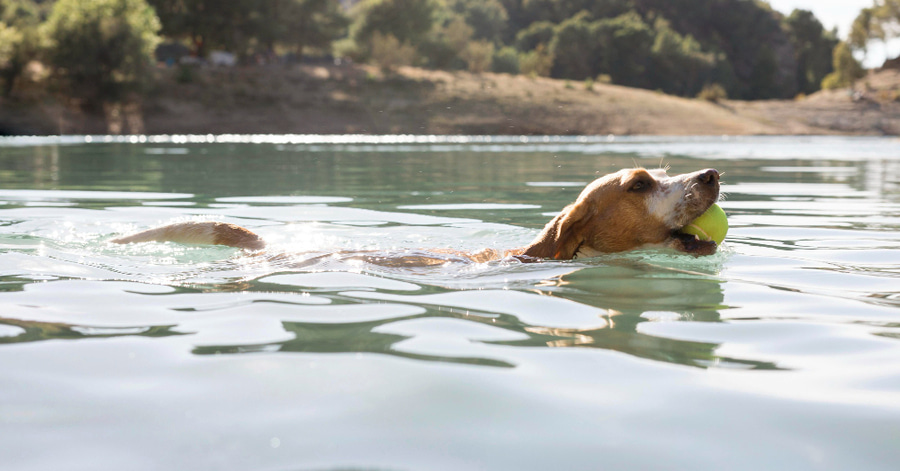¿Todos los perros nadan? Descubre nuestra guía sobre natación en perros