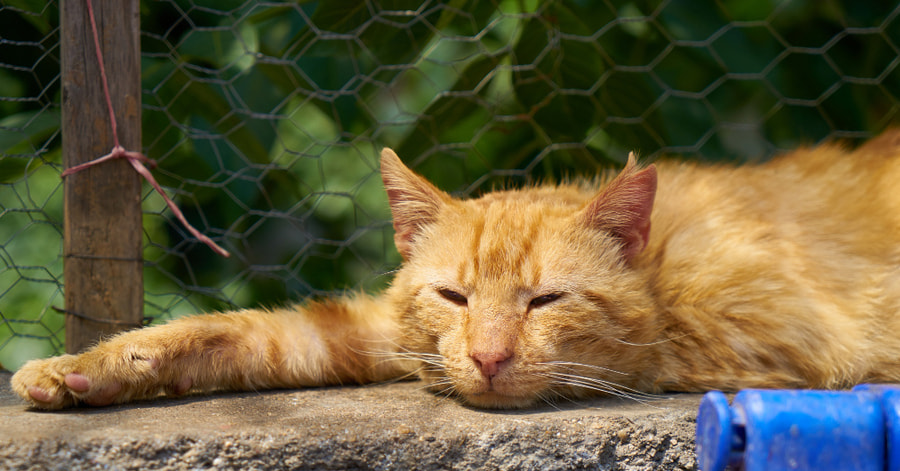 qué hacer si mi gato tiene un golpe de calor