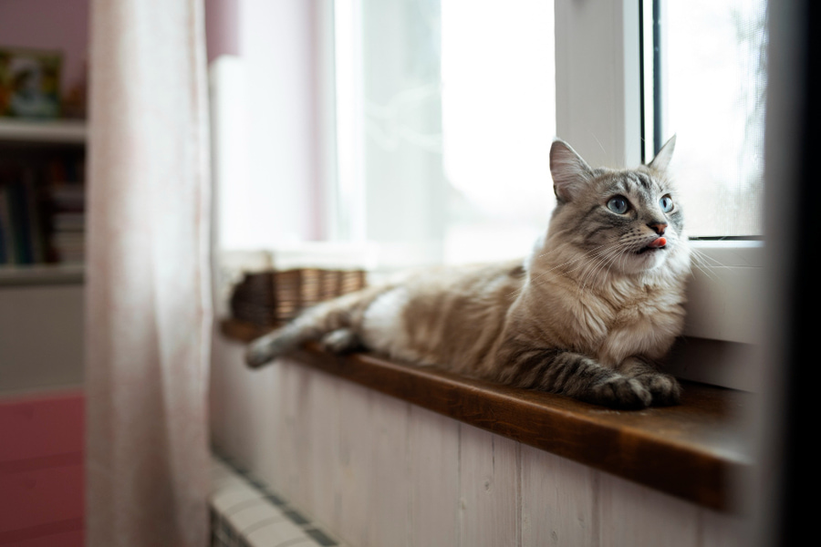 Ansiedad por separación en gatos