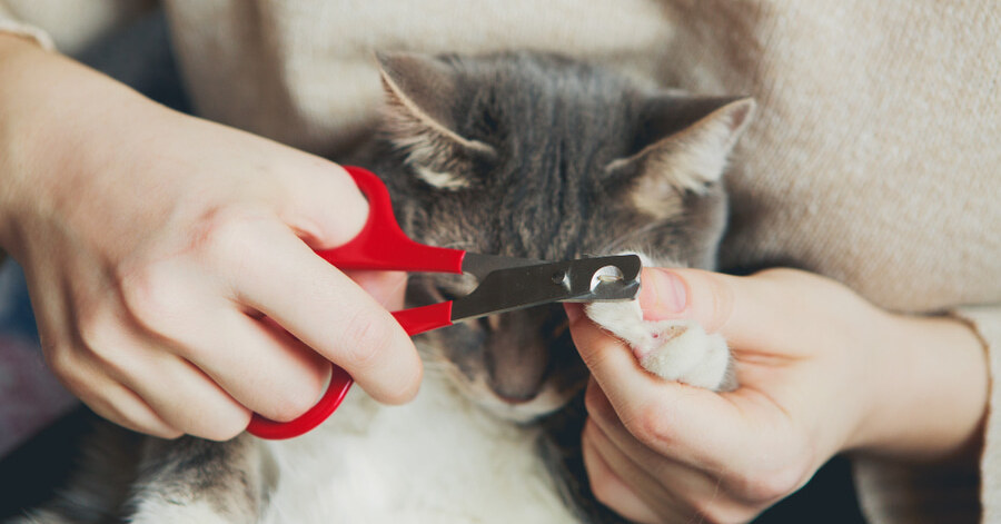 Cada cuánto cortarle las uñas a un gato