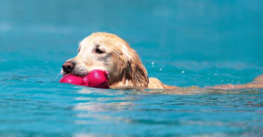 Cómo elegir el mejor juguete refrescante para tu perro