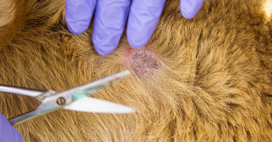 Cómo curar una herida en un perro en el ojo, almohadilla, hocico y orejas 