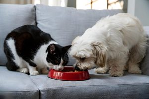 La importancia de la comida húmeda en verano para mascotas