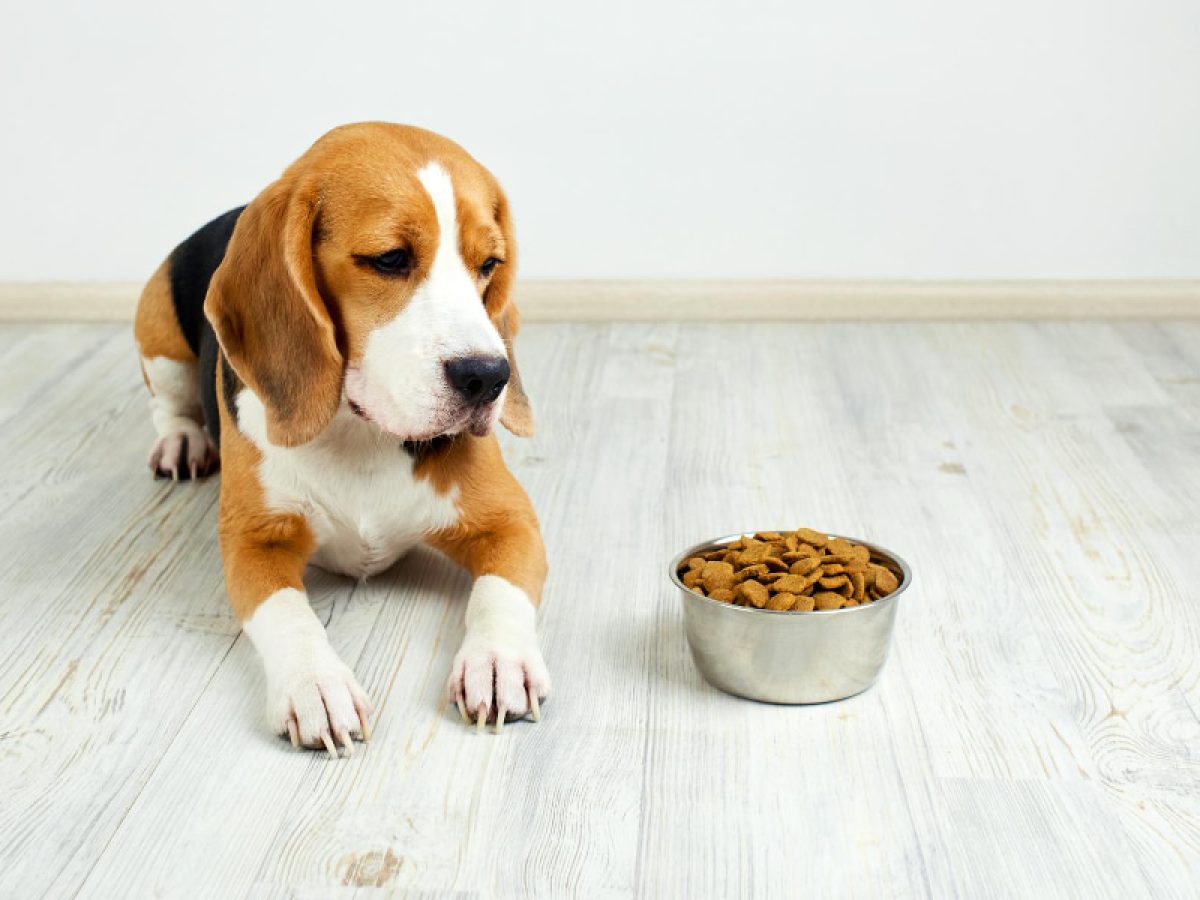 qué comida para perros es buena para estómagos sensibles