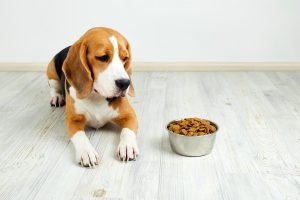 Mejores piensos para perros con problemas digestivos