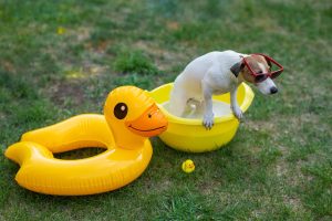 Guía mejores juguetes refrescantes y acuáticos para perros ideales para verano