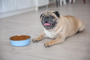 Los mejores piensos para perros con sobrepeso