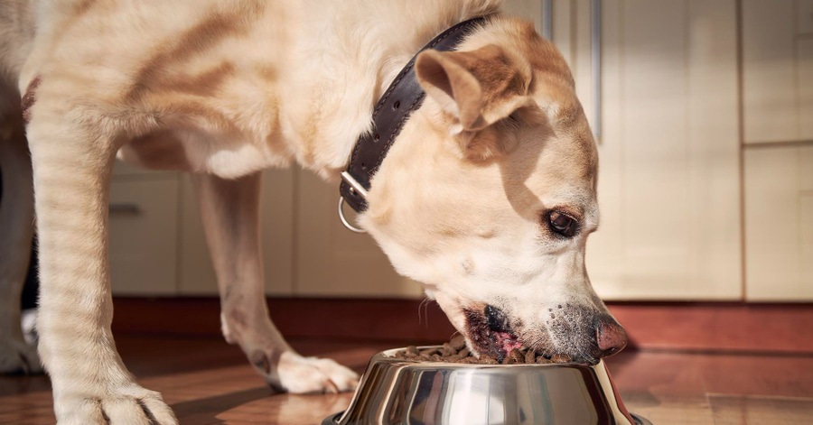 Cuál es el mejor pienso light para perros obesos