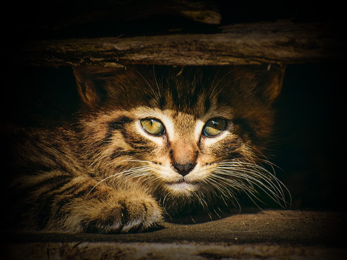 Qué hacer si encuentras un gato abandonado? | Tiendanimal