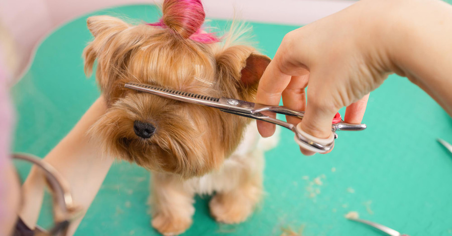 Qué necesito y cómo aprender peluquería canina