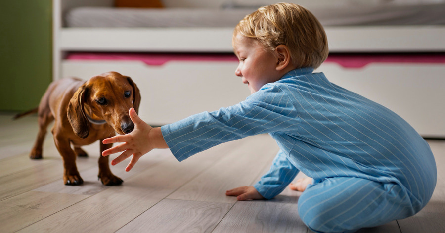 Cómo inculcar a los niños respeto y amor a los animales