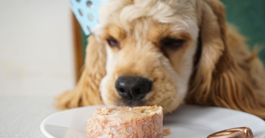 ¿es buena la comida húmeda para perros? Descubre sus beneficios y consejos