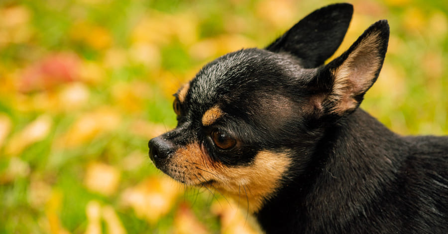 Por qué se le cae el pelo a mi perro chihuahua