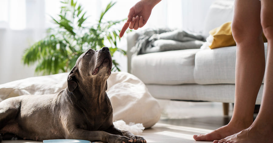 Trucos para evitar que tu perro se orine en casa