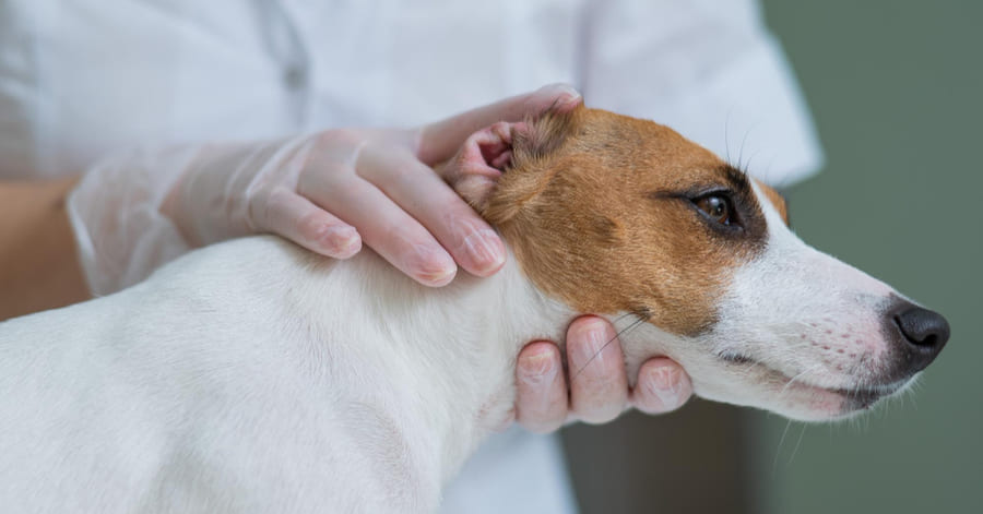 parásitos externos que afectan la salud de los perros