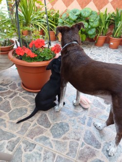 Balú y su familia