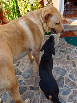 Conoce todo sobre la adopción de Balú