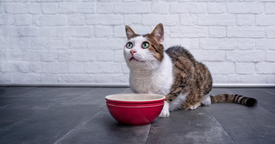 Cuál es la mejor comida húmeda hipoalergénica para gatos con alergia alimentaria