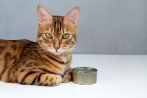 La mejor comida húmeda para gatos esterilizados