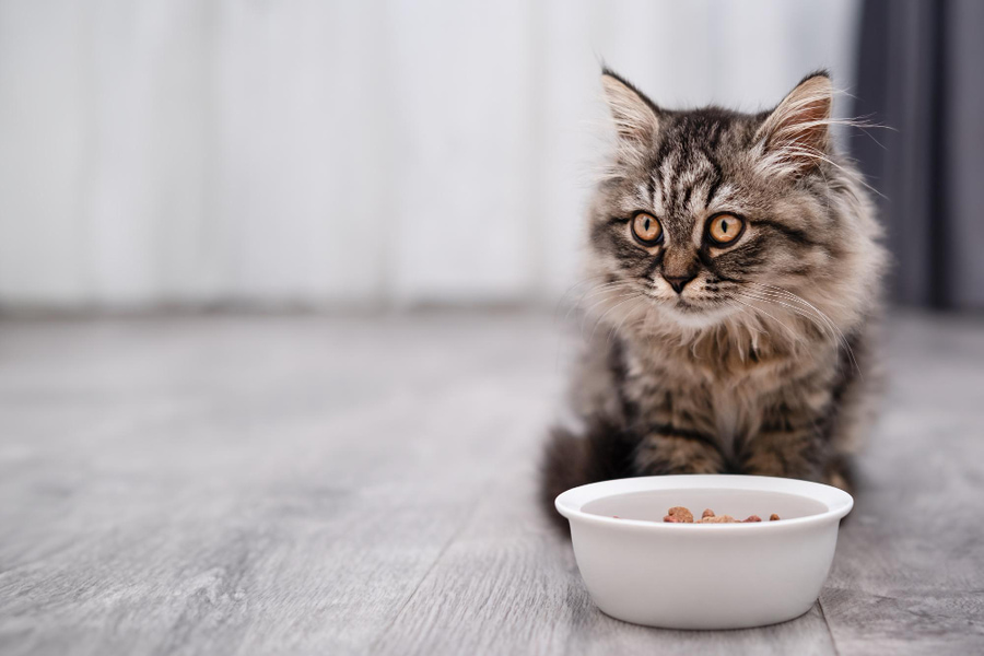 Mejor comida húmeda renal para gatos