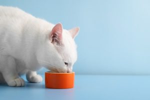 Comparativa mejor comida húmeda hipoalergénica para gatos