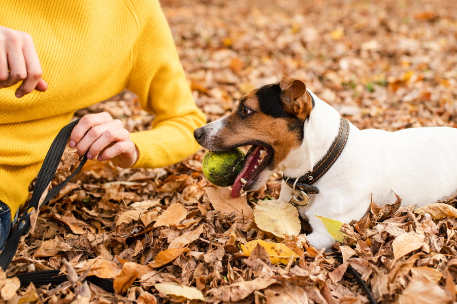 Los mejores plantes con perro para hacer en otoño