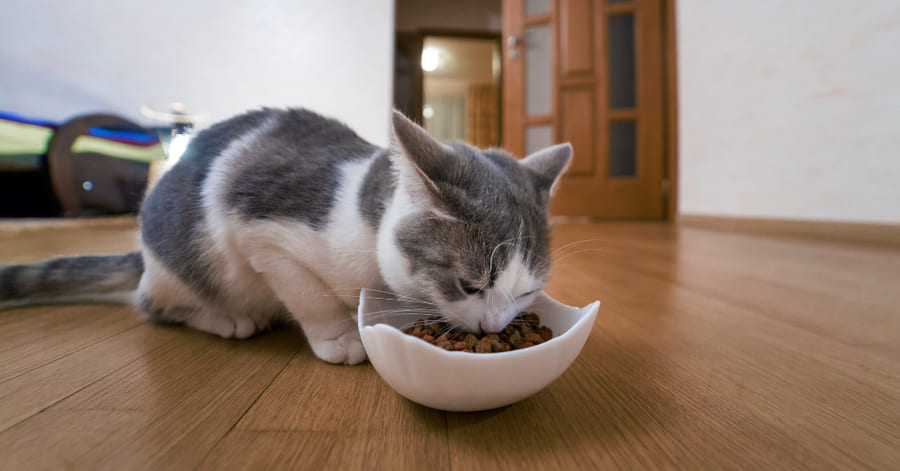 qué puede comer un gato con alergia alimentaria