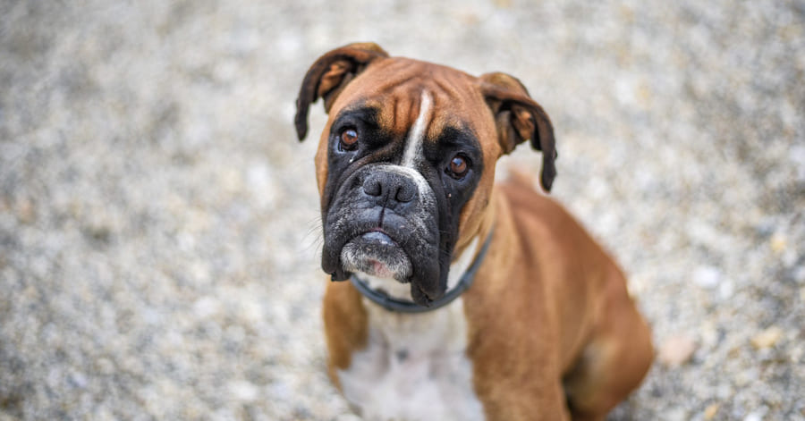 Cuál es el mejor pienso para bóxer cachorro, adulto y senior