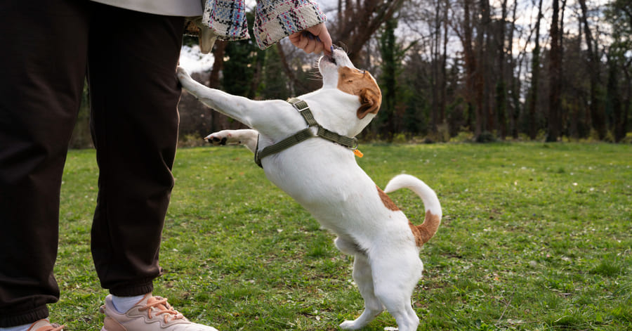 Ejemplos y qué es el refuerzo positivo en perros