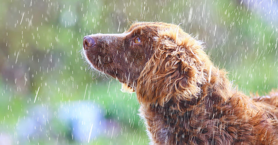 ¿Es malo que mi perro se moje con la lluvia?