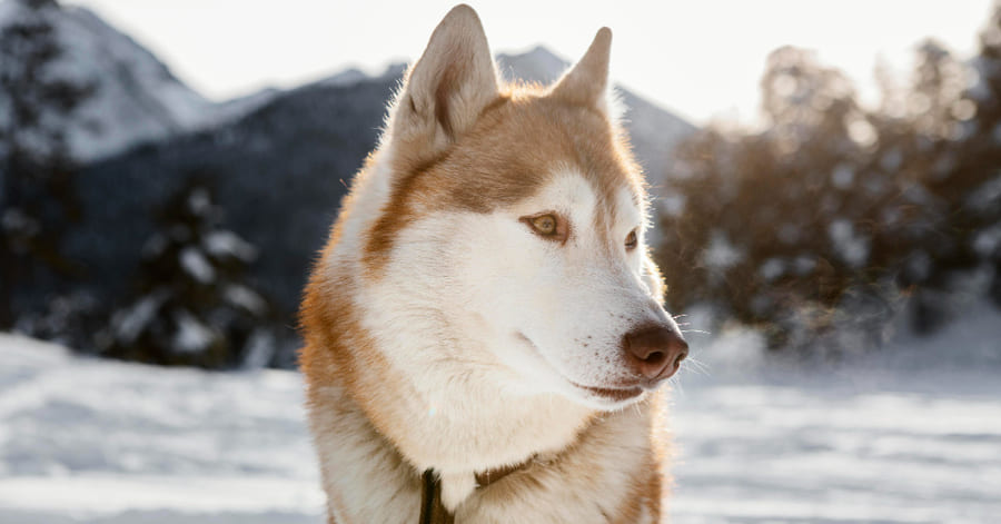 Razas que soportan bien el frío - husky siberiano