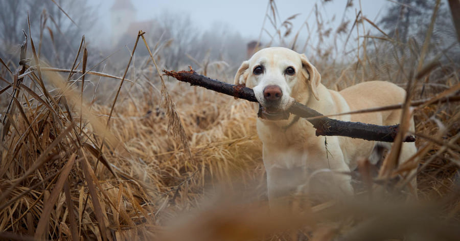 Juguetes prohibidos para perros