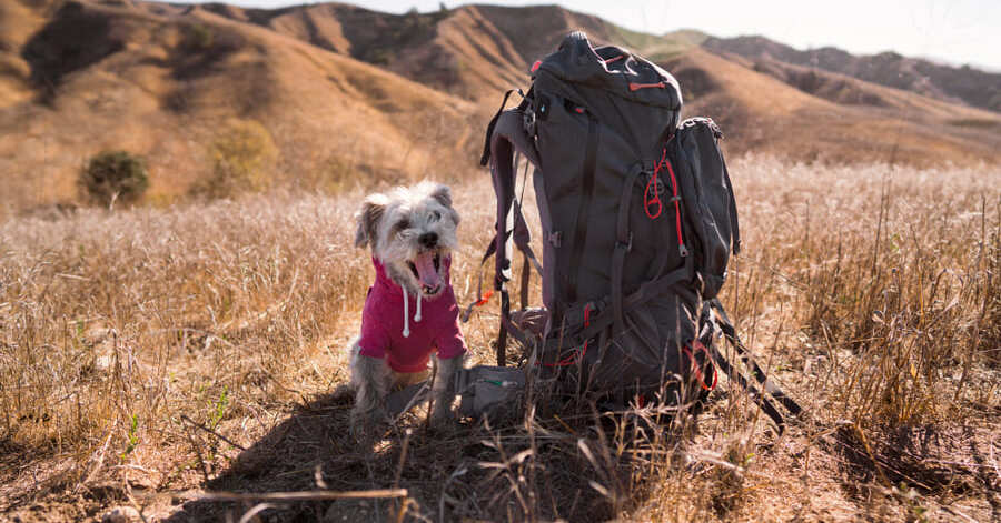 Mejores rutas de montaña y senderismo para hacer con tu perro